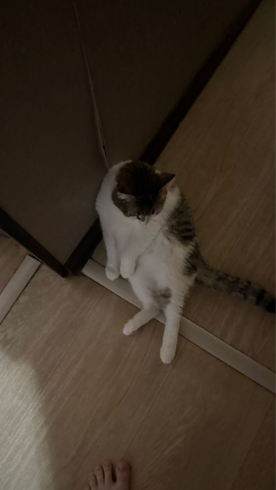 Кошка Мила ищет дом