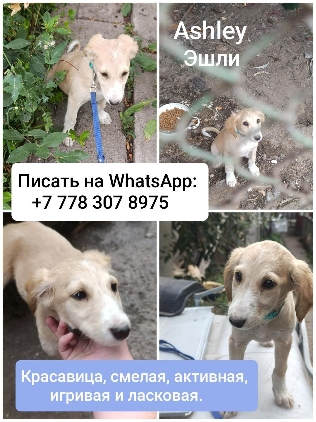 Щенки ищут хозяев!