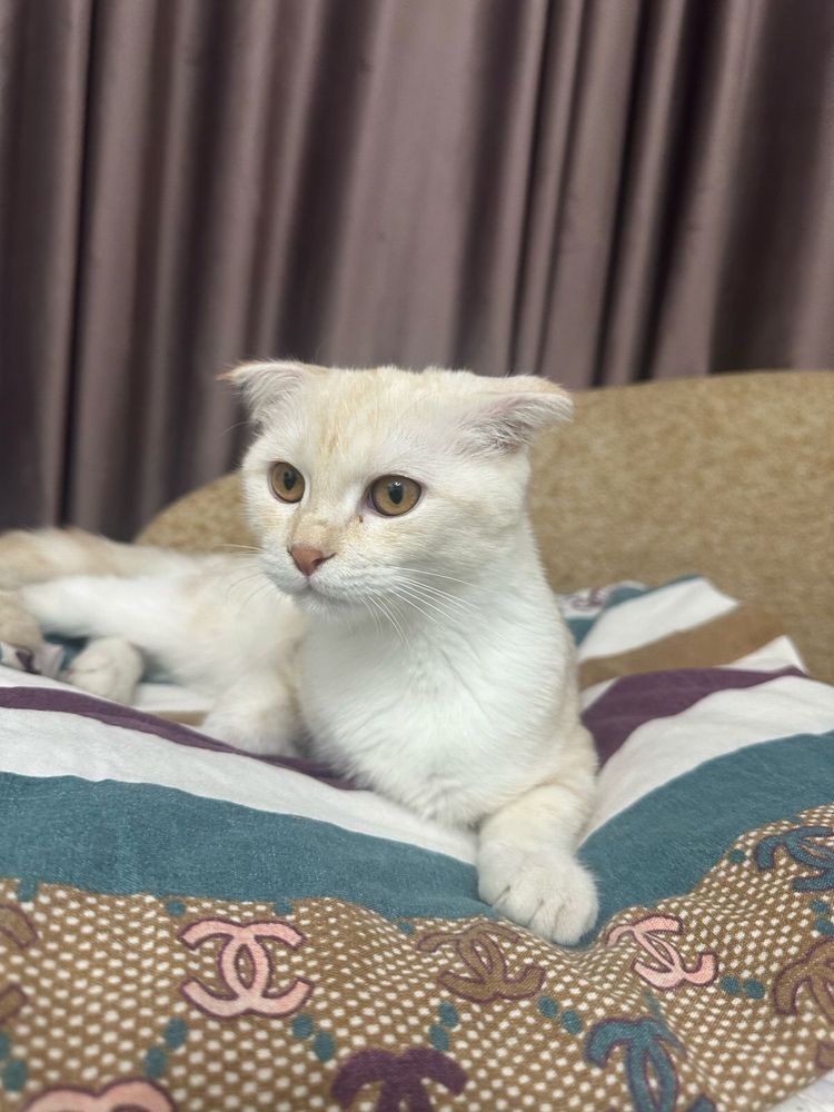 Продам котёнка  в хорошие руки