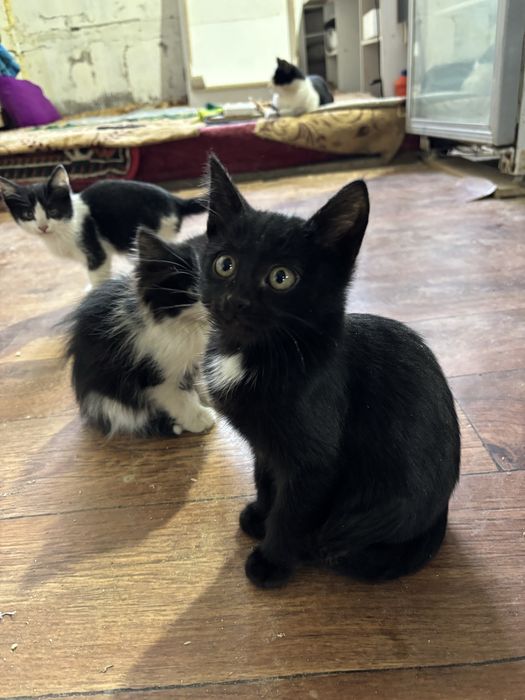 Отдам в хорошие руки