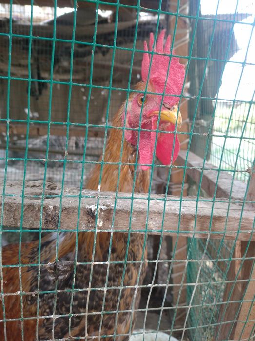 Xoʻroz 598 000 ming (2 tasi birda)