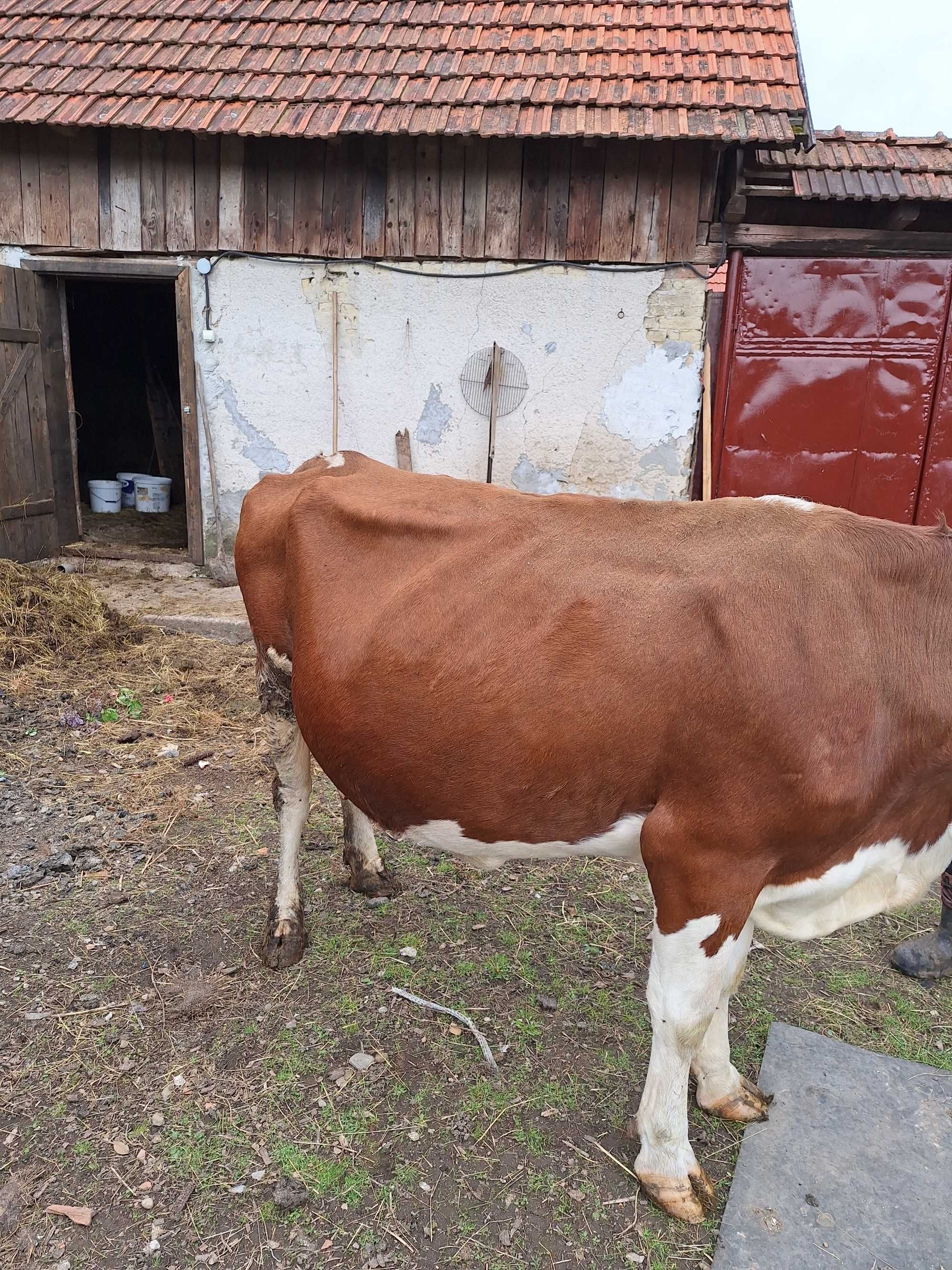 De vânzare vaca si vitea