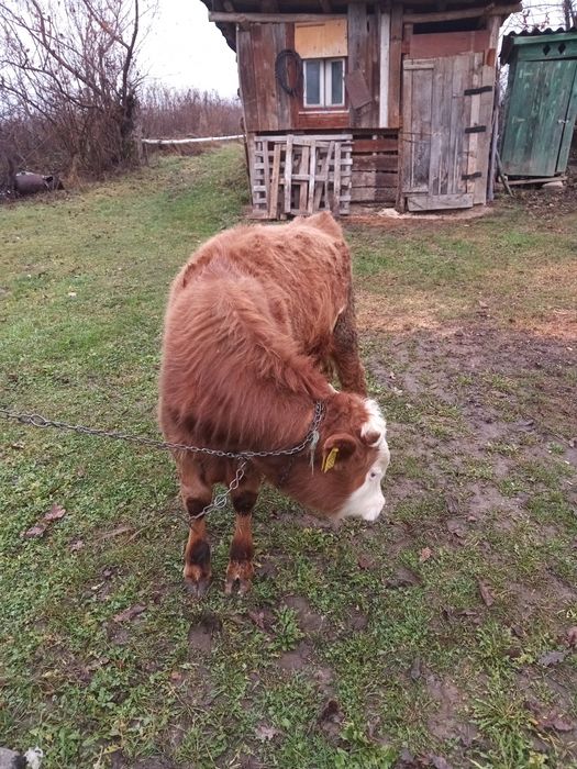 Vând tăuraş vacă,200 kg