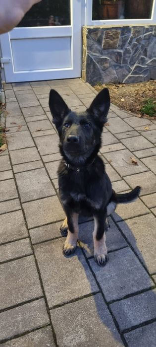 Cățelușă ciobănesc german