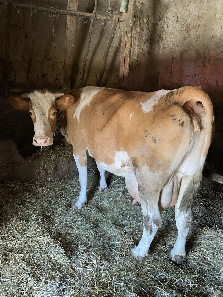 Vaca baltata romaneasca