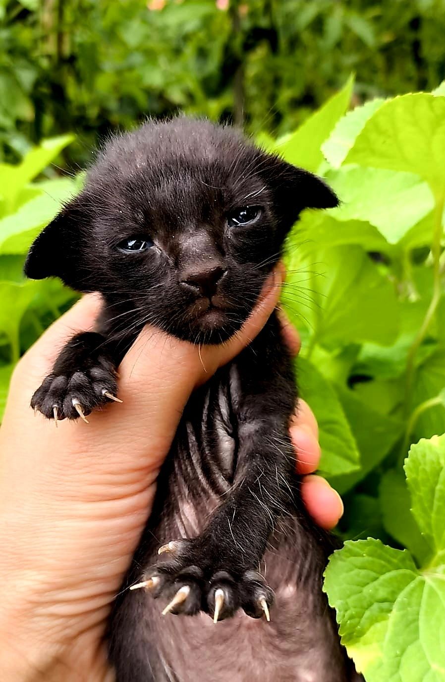 КОТЯТА! ЧУДЕСНЫЕ Ориенталы ! !