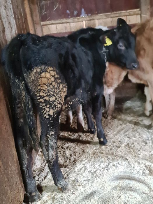 Vitica de 5 luni mhncacioasa buna de tinut