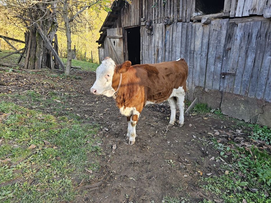 Vand vitea baltata romaneasca