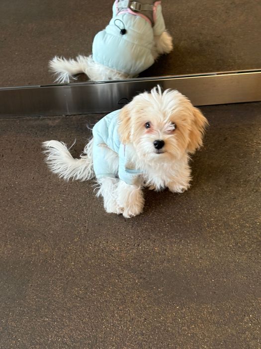 Мальтипу 4 месяца 300000тг.