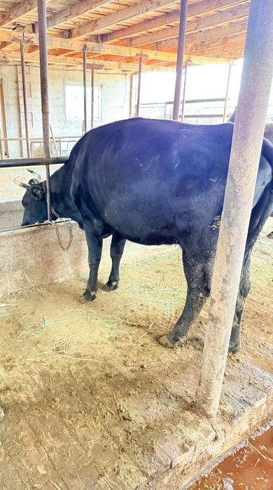 Продам дойных стельных домашних коров.