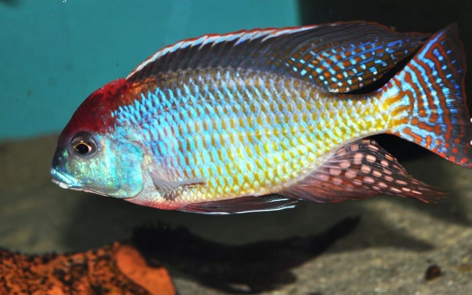 Аквирумни риби африкански цихлиди от езерото Малави