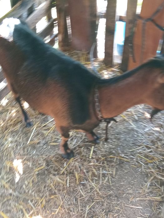 Care alpine originala