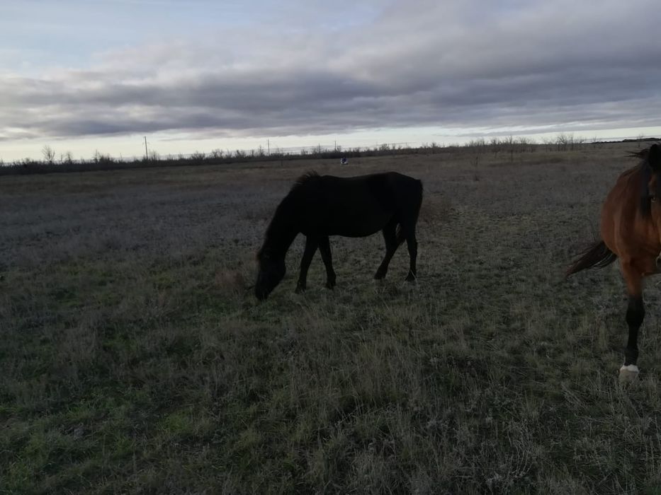 Продам лошадь в зко аксай