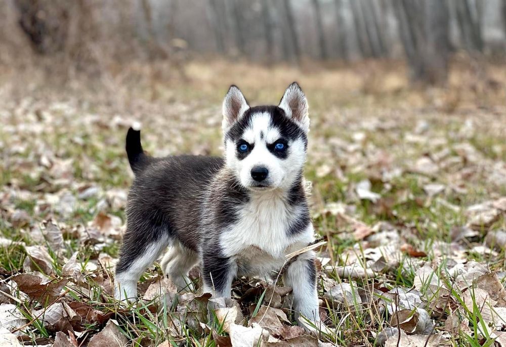 Pui mascul Husky Siberian!