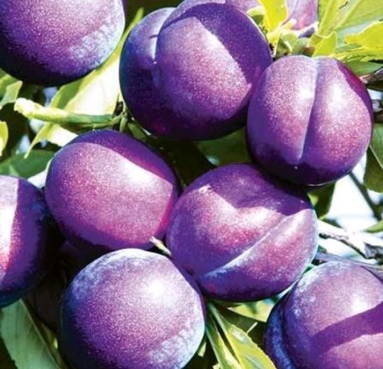 Prun Japonez(Soiul  Laroda )