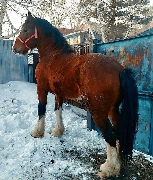 Продам владимировского тяжа