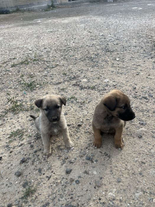 Бельгийские овчарка