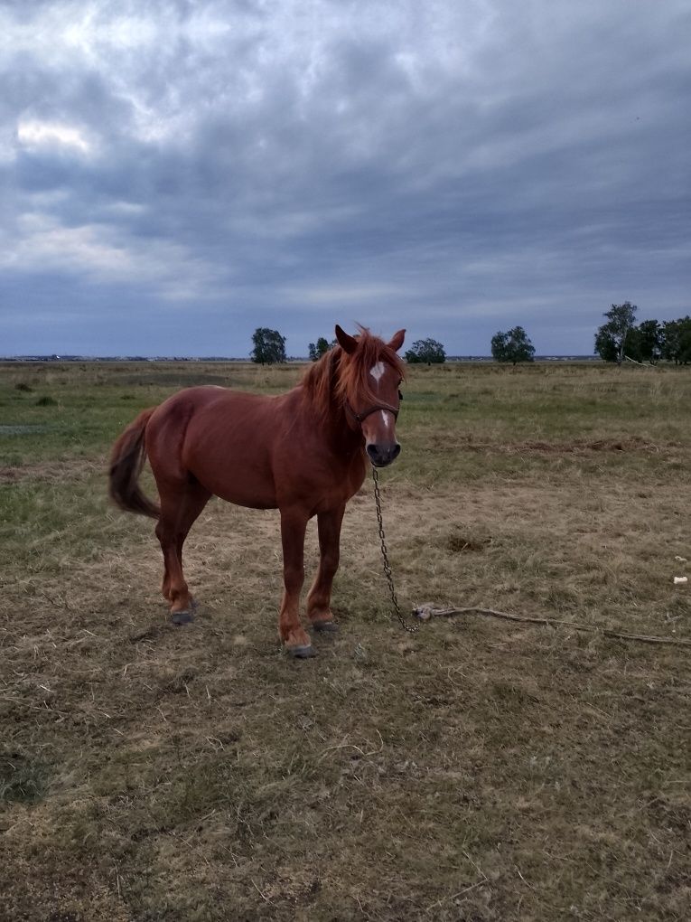 Продам жеребца на племя