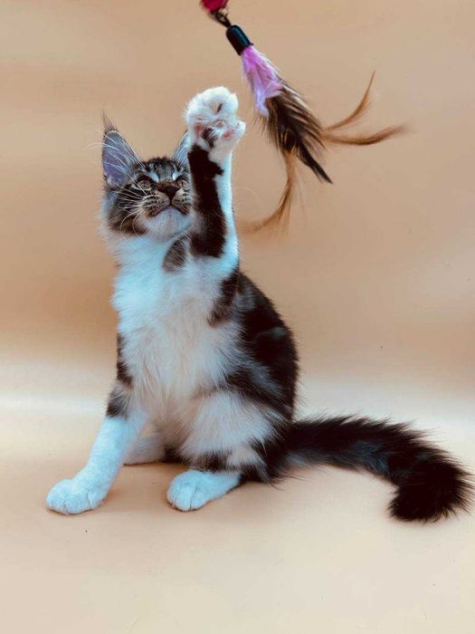 Pisica Femela Maine Coon cu pedigree (WCF AUTORIZATA) Livrare