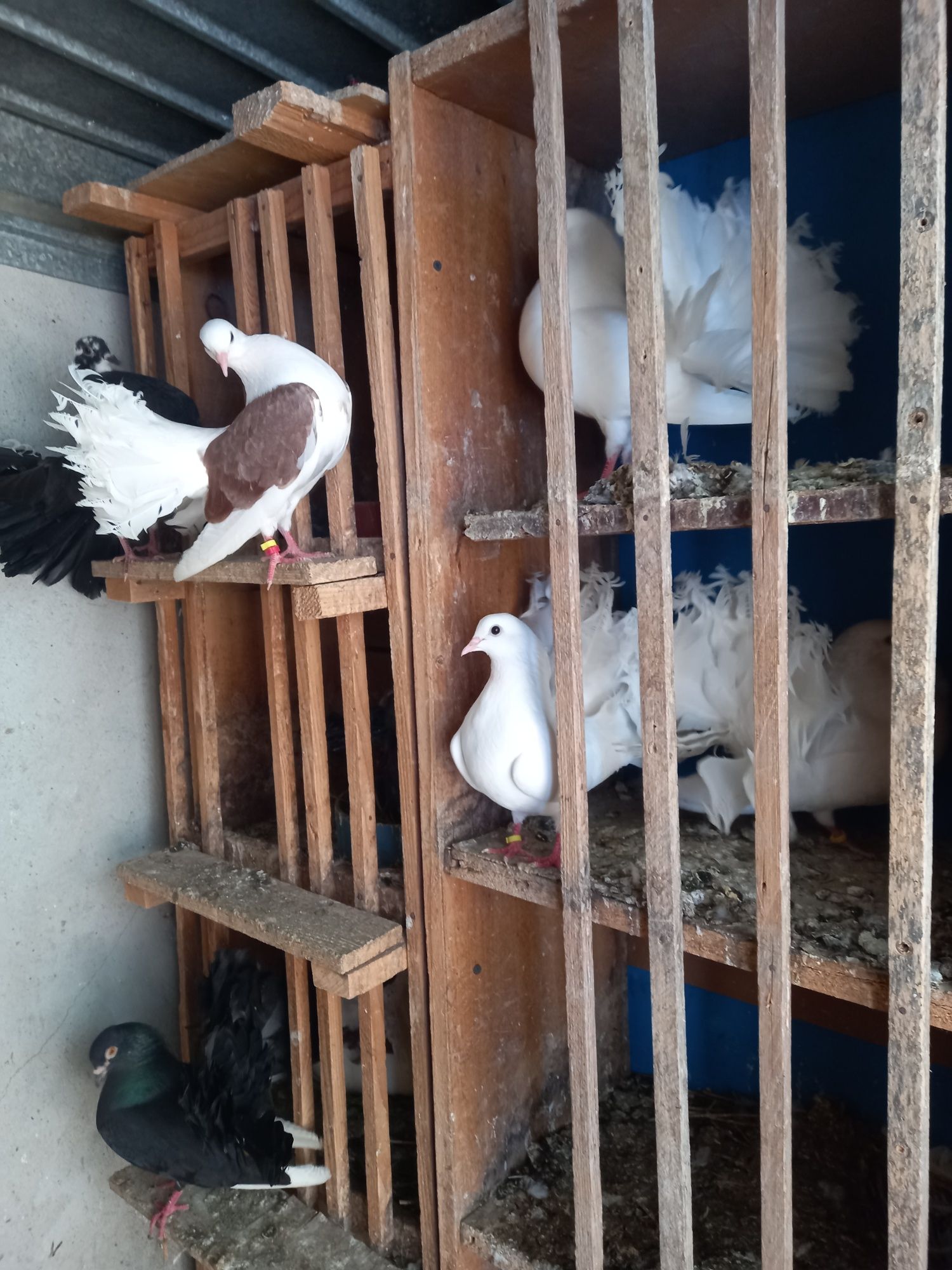 Vînd porumbei misurli gălățeni jucători cu  două moțuri și un singur m