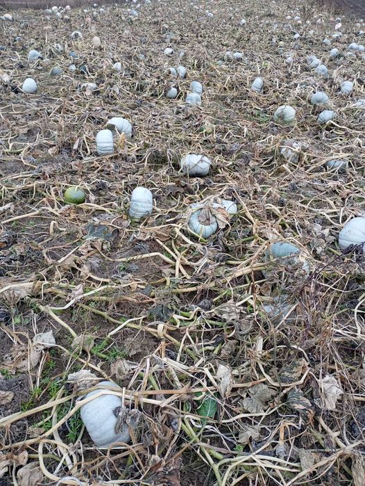 Dovleac pentru copt de la producător