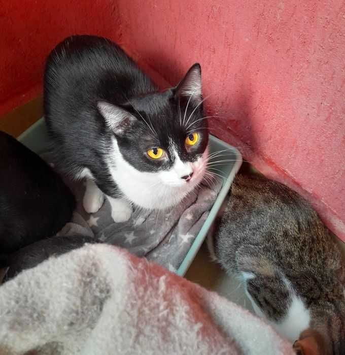 Adoptie pisica castrata Alb negru