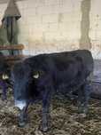 De vânzare vițele Aberdeen angus cu certificat de origine!.