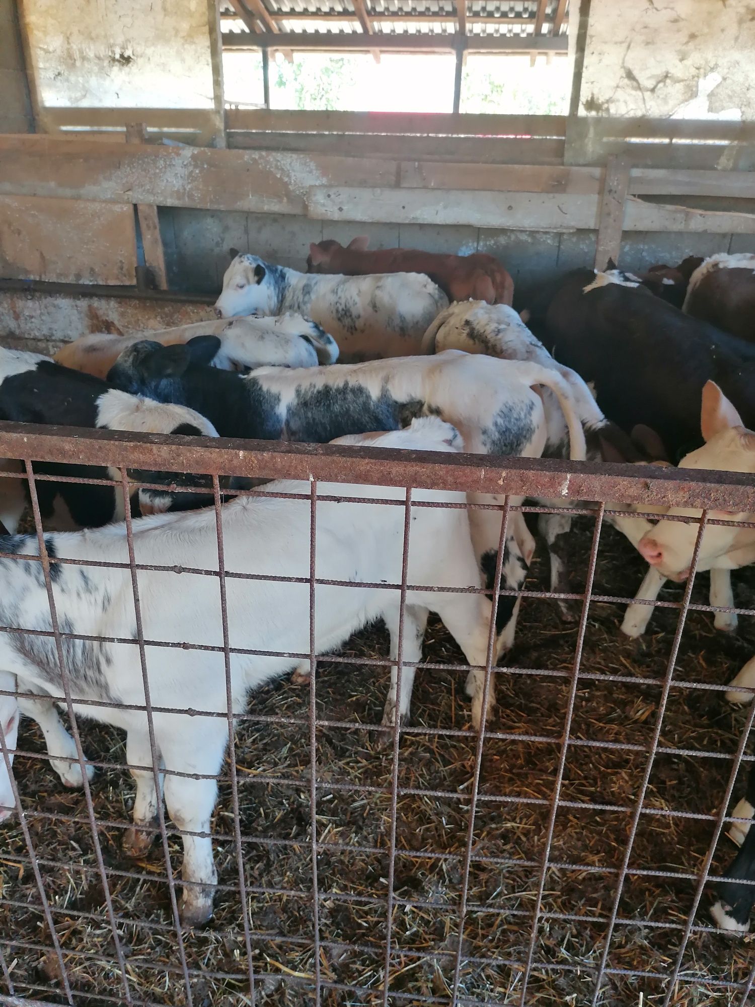 Vînd 25 buc viței sugari
