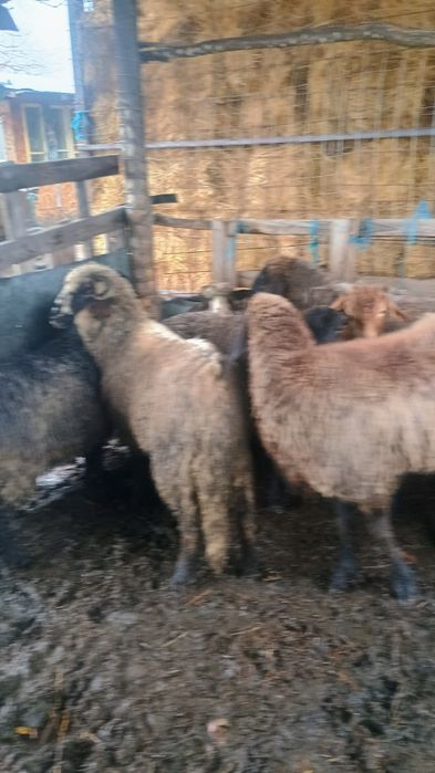 vând 5 miele și un berbec