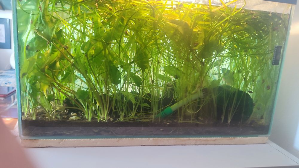 Vand schimb cu pesti plante acvariu