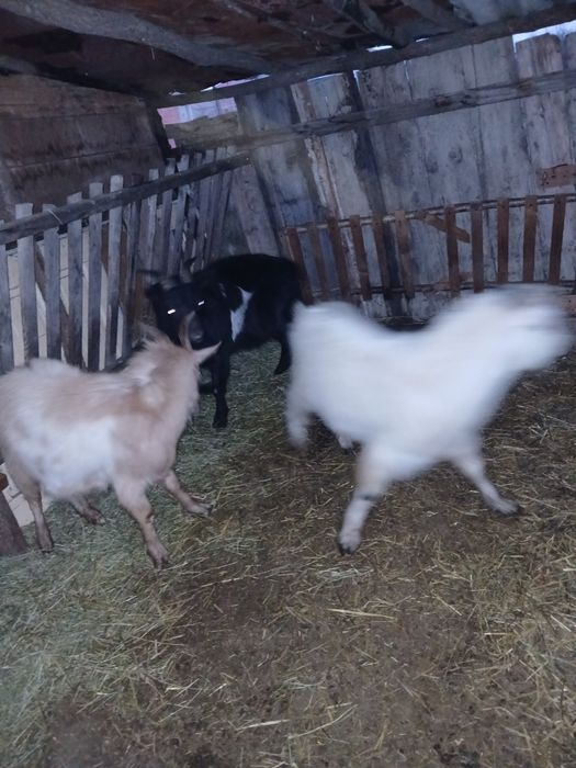 Vând 3 țapi de anu ista