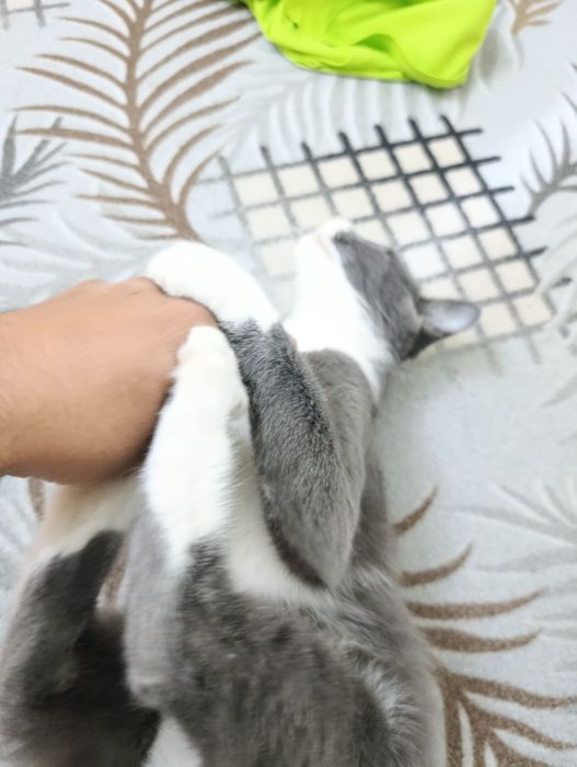 skotish stray mushuk