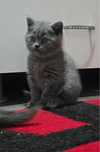 pisici british shorthair