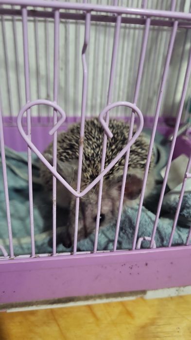 Возьму на передержку животных