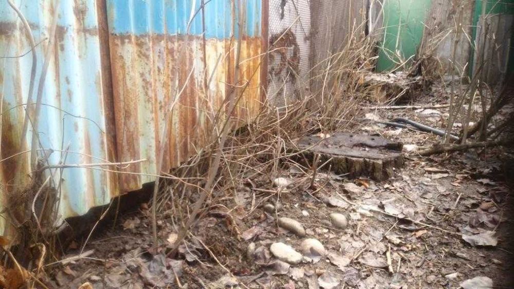 Саженцы клена и другие бесплатно