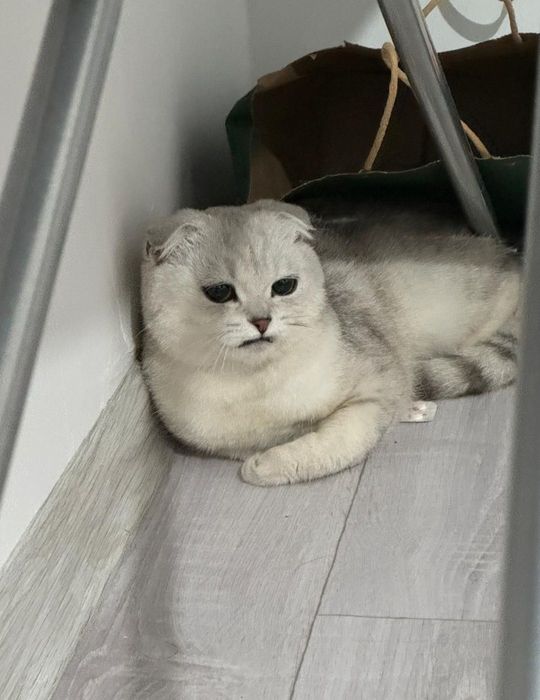 Шотландский вислоухиий