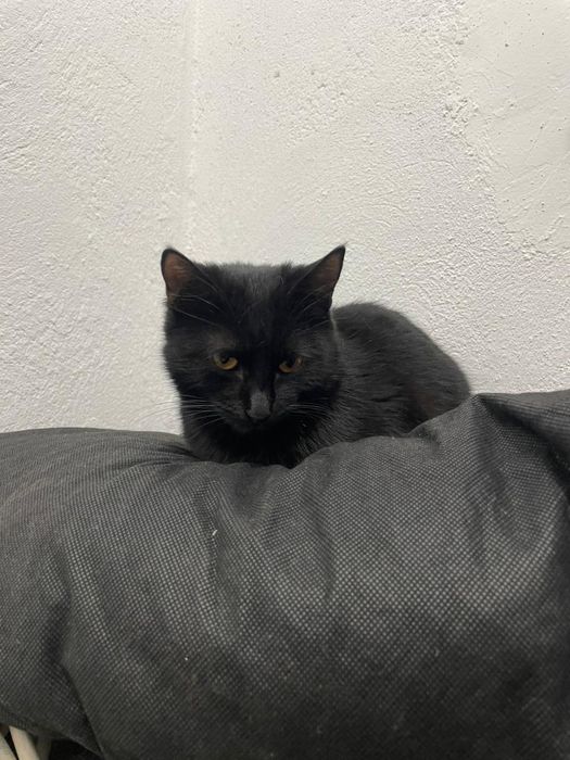 Тегін марғау котята бесплатно