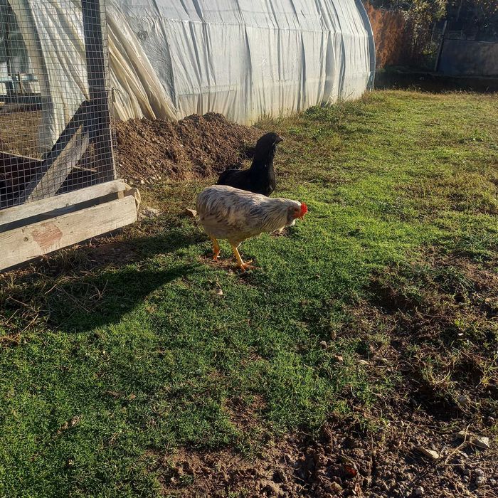 Петлета Араукана