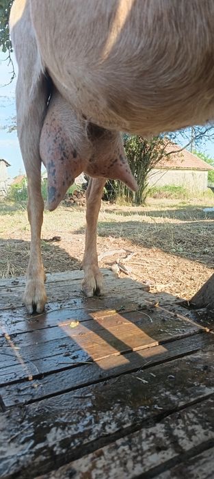 Vând capre bune de lapte