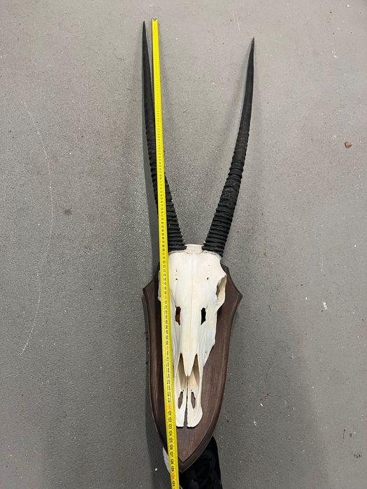 Трофеи, Африка, лов