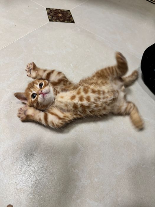 Котята скотиш фолд и страйт