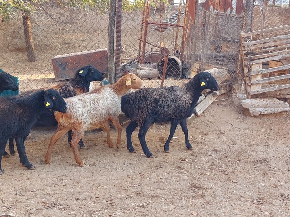 Семіз жем жеп тұрған бойдақ қойлар сатылады.  Сойып береміз.
