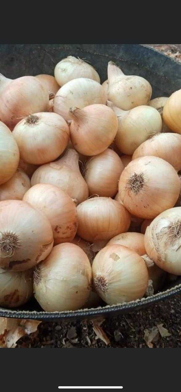 Ceapă galbenă 1 LEU/KG -Livrare oriunde în țară!