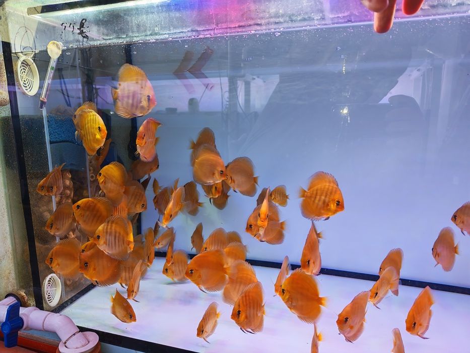 Дискуси-малки риби.