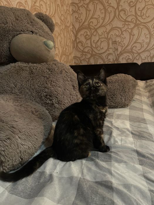 Отдадим котят в доброе руки