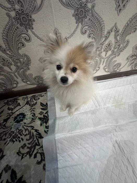 Продается собака, Померанский шпиц