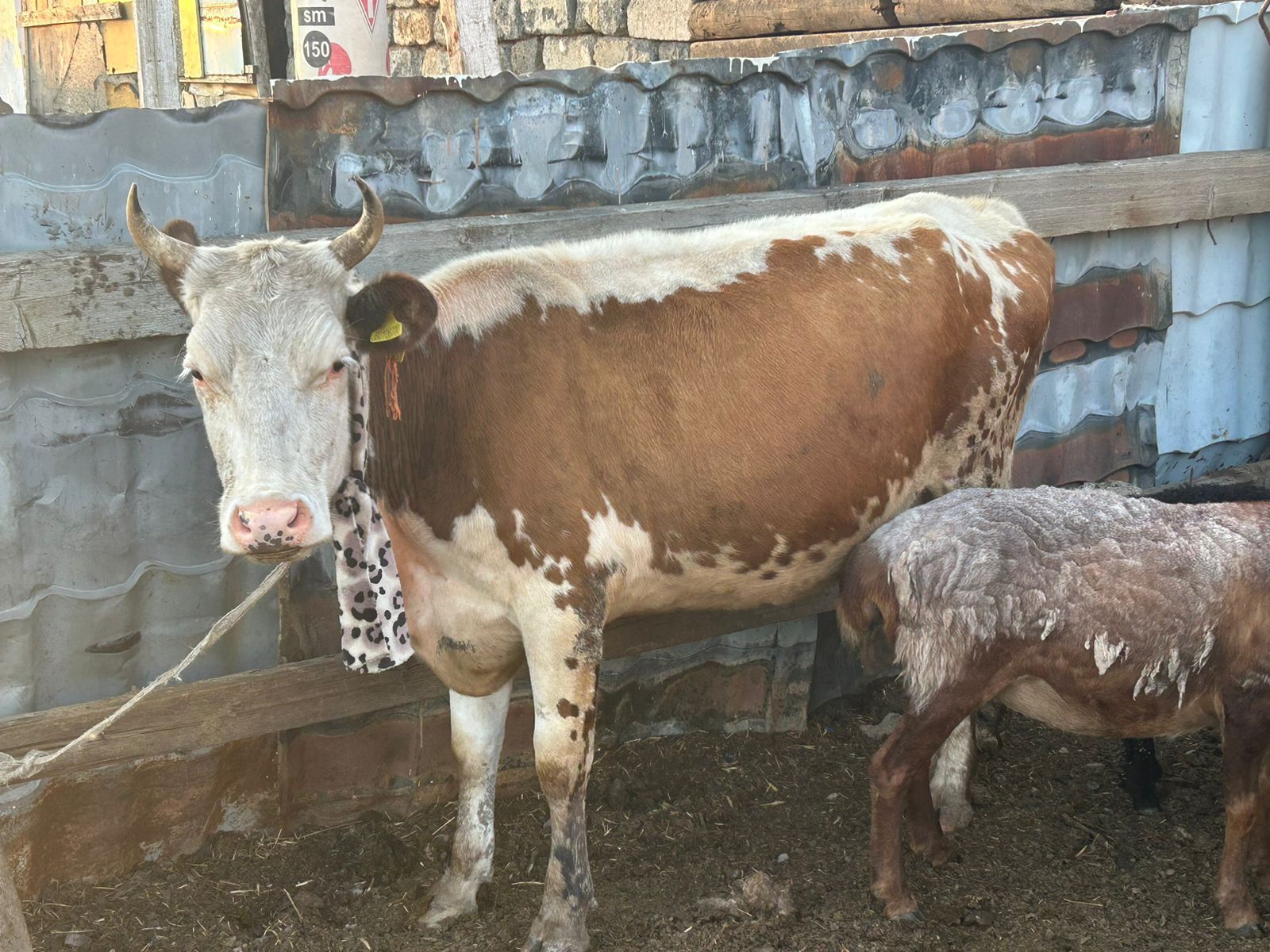 Продам дойных коров на доращивание