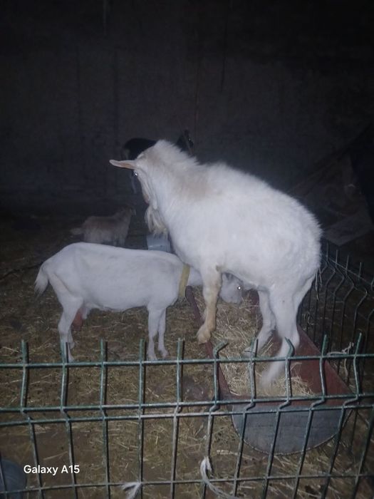 Taka sotiladi zoti toza zanin zotli