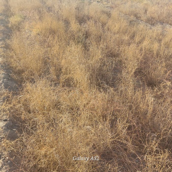 Saksovul koʻchatlari