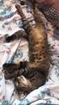 Pet Sitter - zona Marasti & imprejurimi